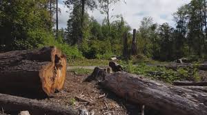 Best Tree and Shrub Care  in Midway, UT