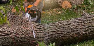 Best Utility Line Clearance  in Midway, UT