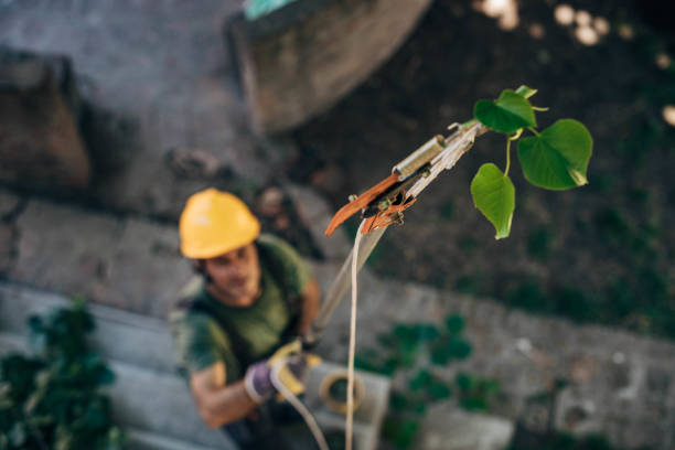 Best Fruit Tree Pruning  in Midway, UT