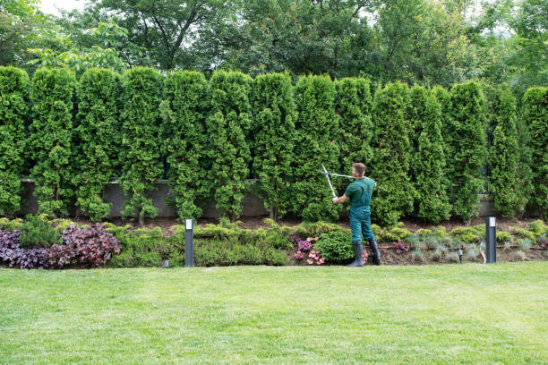 Best Leaf Removal  in Midway, UT