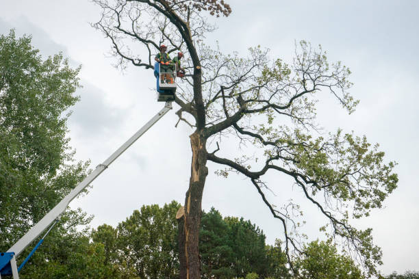 Midway, UT Tree Removal Company
