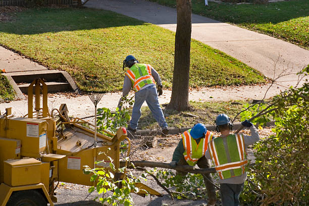 Best Tree Trimming and Pruning  in Midway, UT