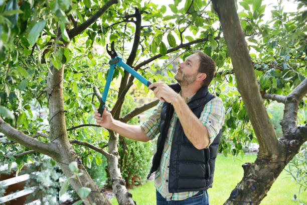 Best Tree Maintenance Programs  in Midway, UT